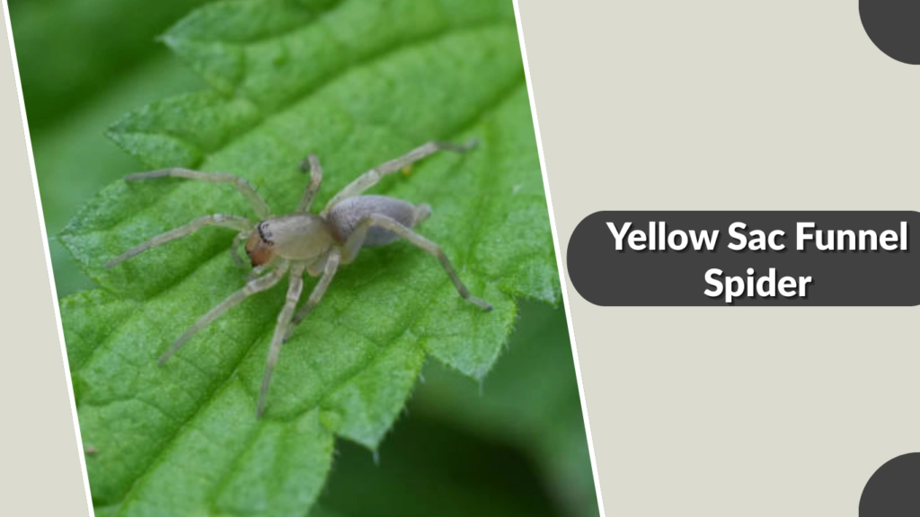 Yellow Sac Funnel Spider
