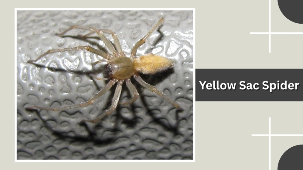 Yellow Sac Spider