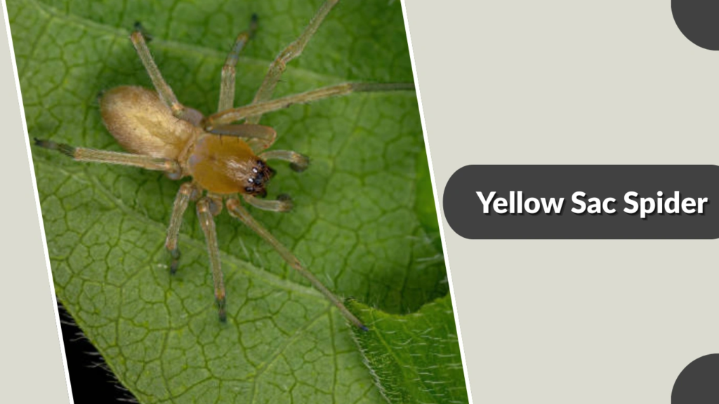 Yellow Sac Spider