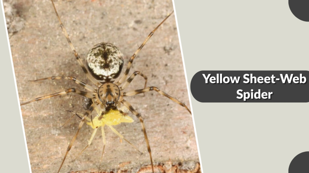 Yellow Sheet-Web Spider