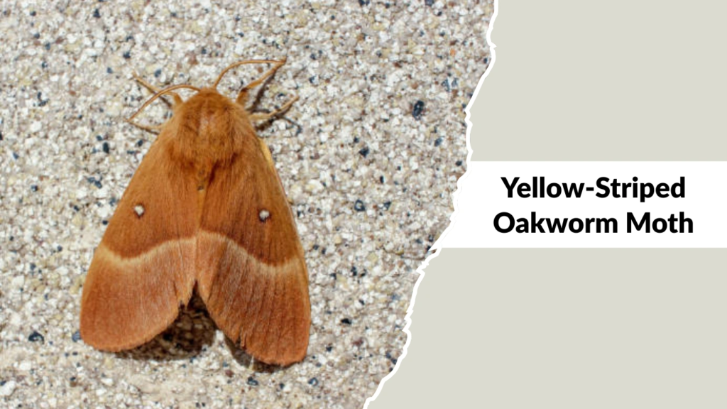Yellow-Striped Oakworm Moth