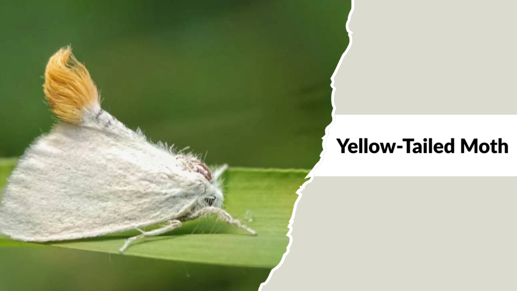 Yellow-Tailed Moth
