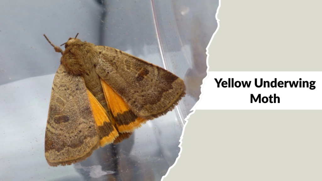 Yellow Underwing Moth