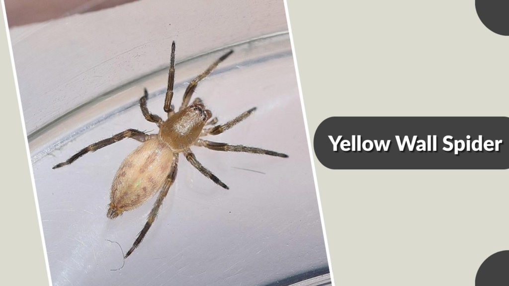 Yellow Wall Spider