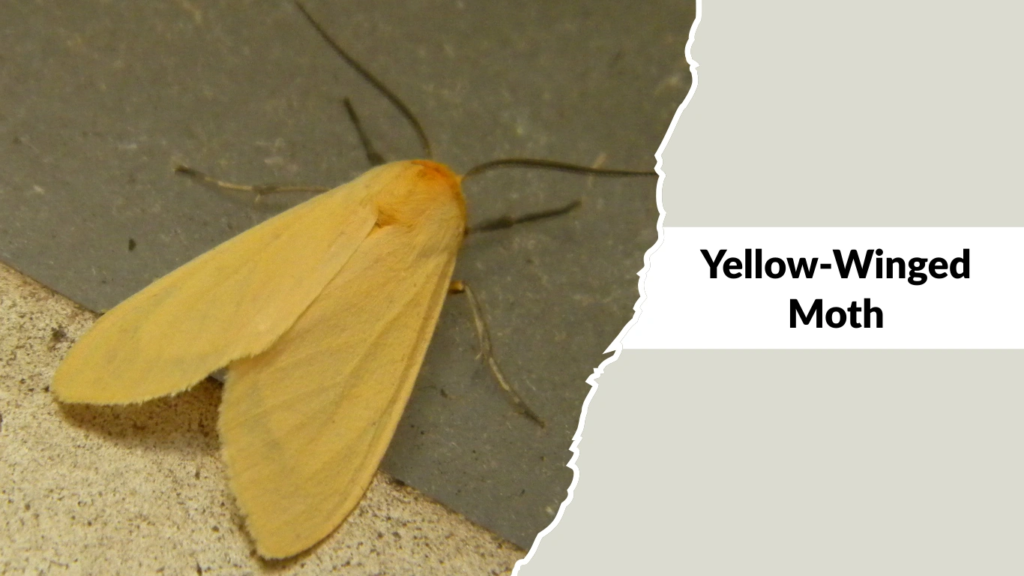 Yellow-Winged Moth