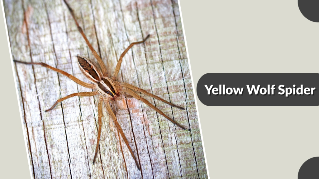 Yellow Wolf Spider
