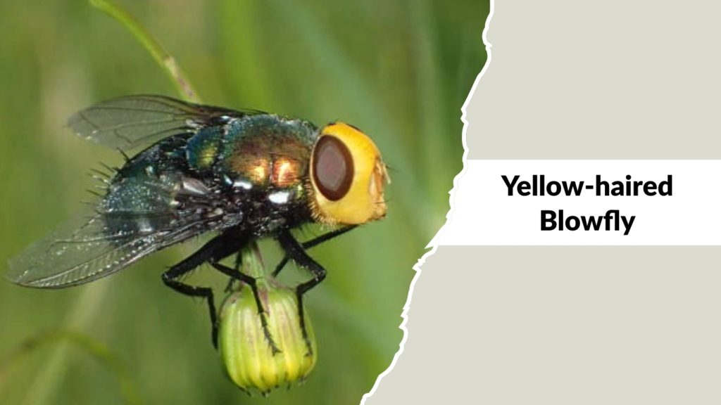 Yellow-haired Blowfly