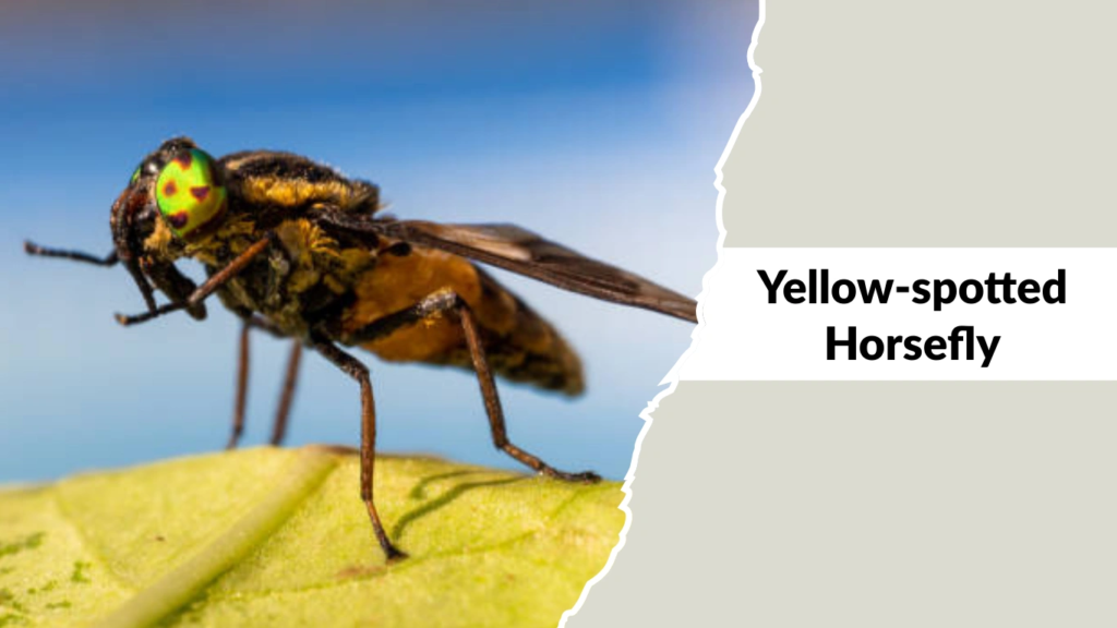 Yellow-spotted Horsefly