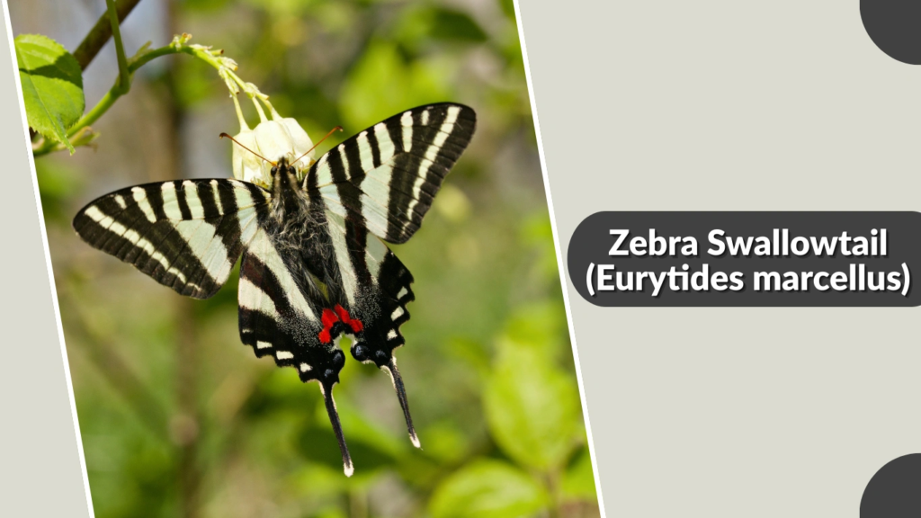 Zebra Swallowtail (Eurytides marcellus)
