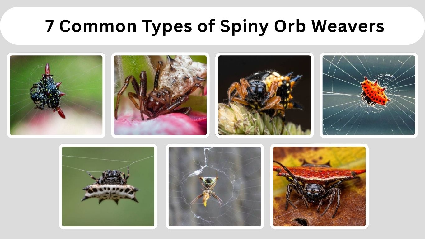 7 Common Types Of Spiny Orb Weavers You Might Spot In Your Garden