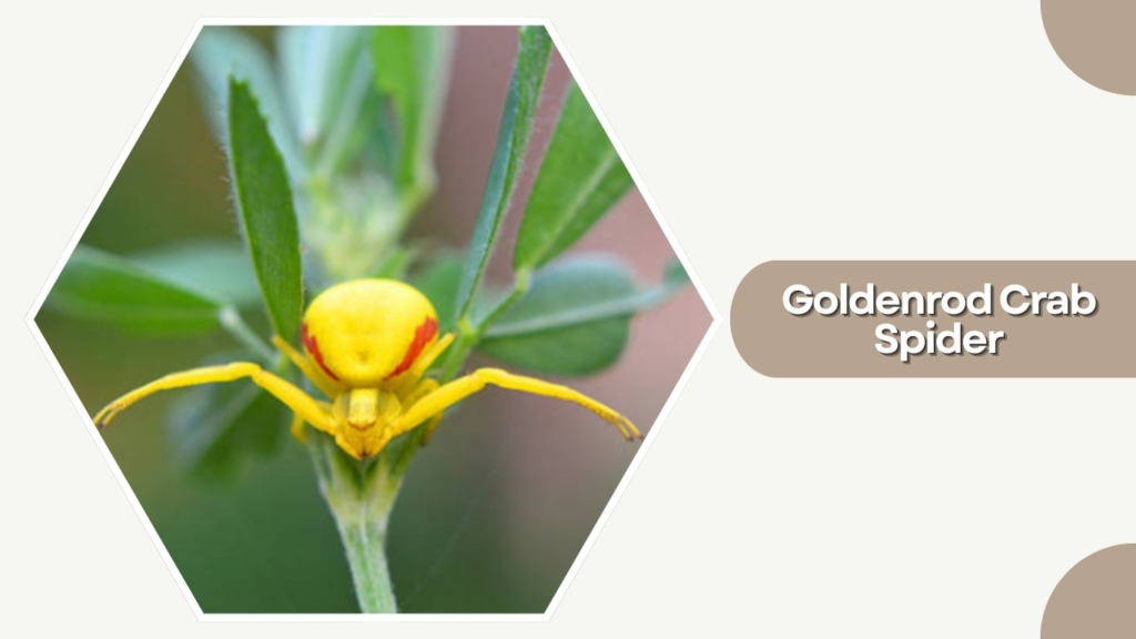 Goldenrod Crab Spider