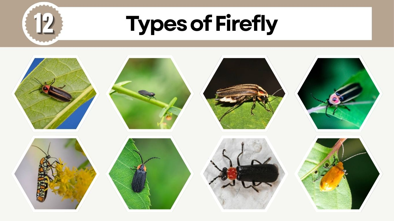 12 Types of Firefly: Species Identification with Pictures