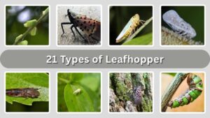 21 Types of Leafhopper: Species Identification with Pictures