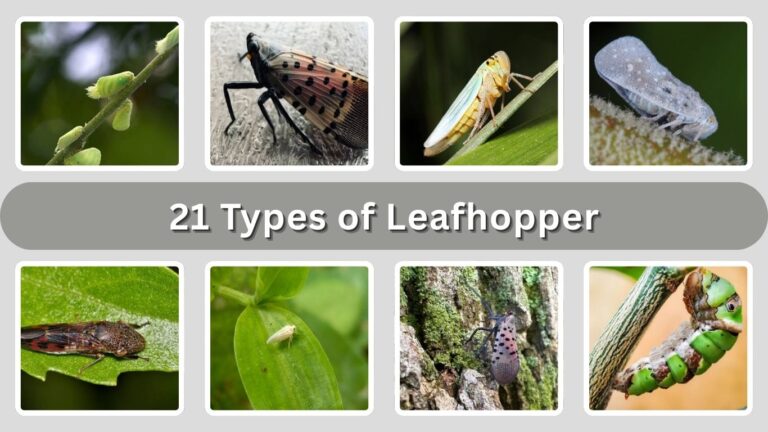 21 Types of Leafhopper: Species Identification with Pictures