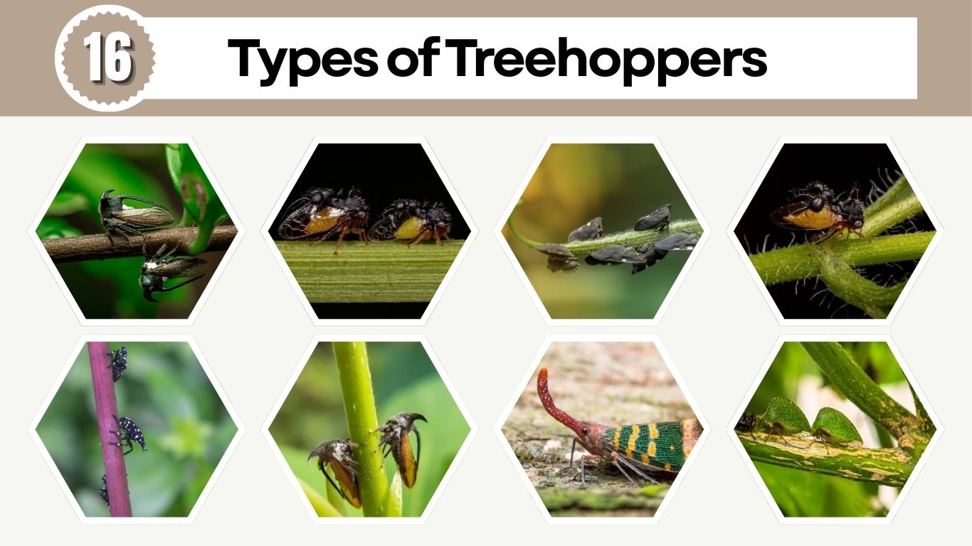 16 Types of Treehoppers: Species Identification with Pictures