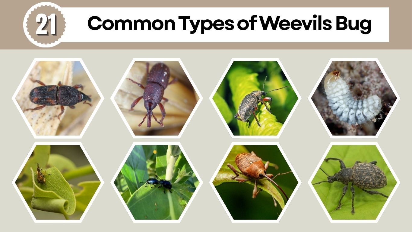 21 Common Types of Weevils Bug: Identification With Pictures 