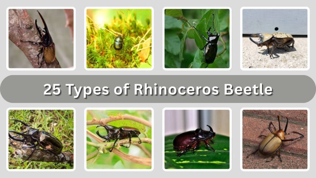 25 Types of Rhinoceros Beetle: Habitat, Behaviors, Identification with ...