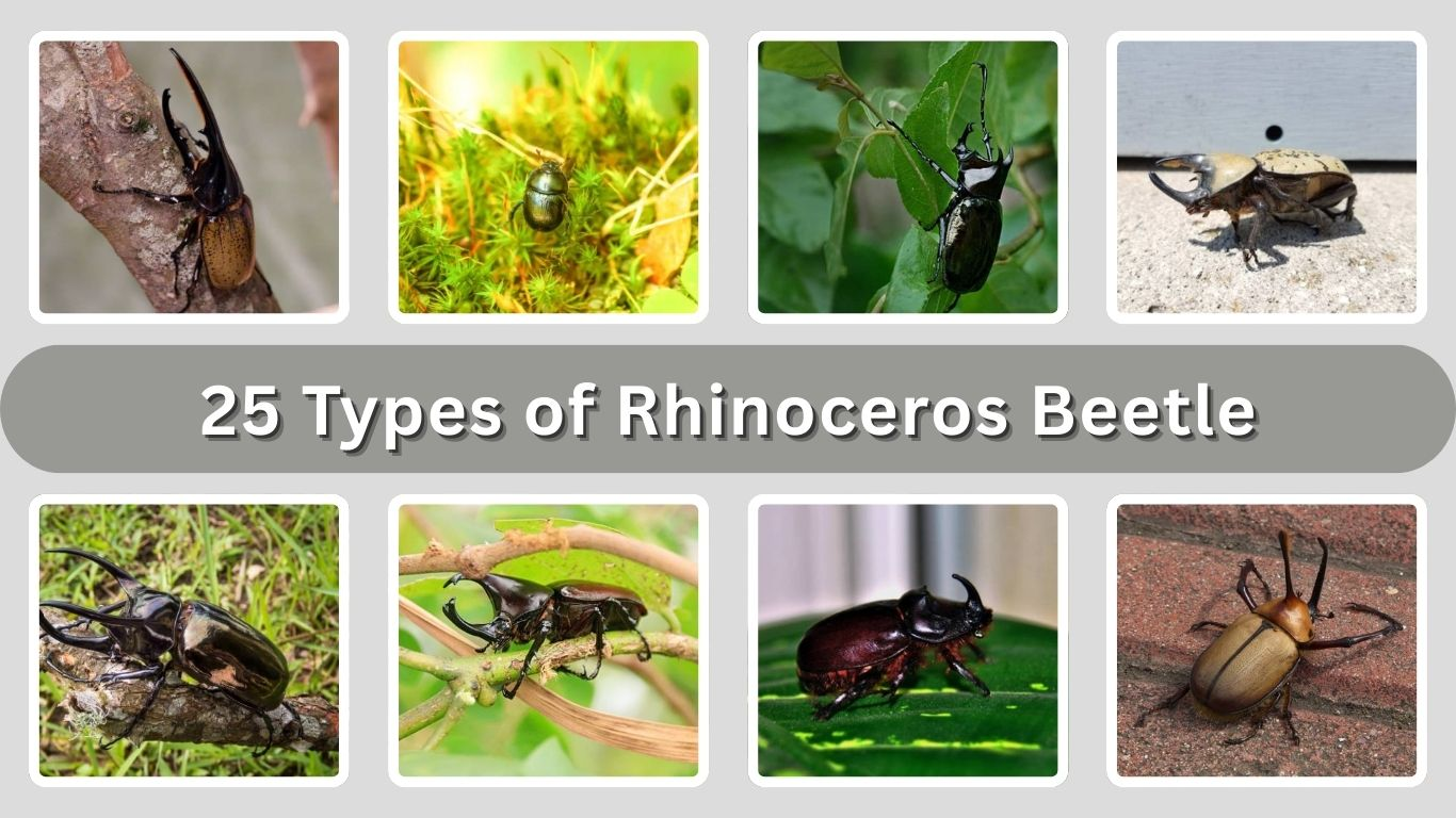 25 Types of Rhinoceros Beetle: Habitat, Behaviors, Identification with Pictures