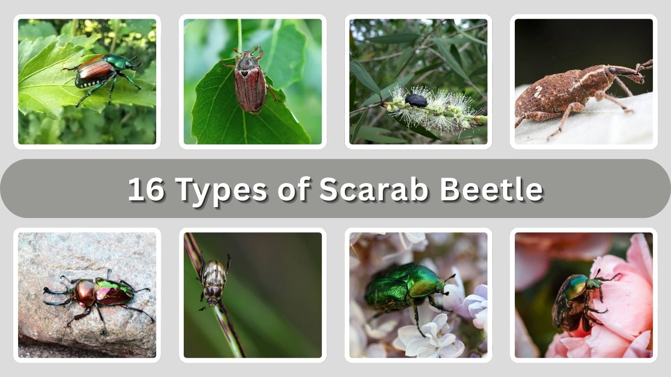 16 Types of Scarab Beetle: Size, Color , Habitat and ID with Pictures