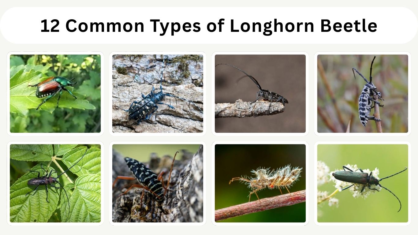 12 Common Types of Longhorn Beetle: Identification with Pictures