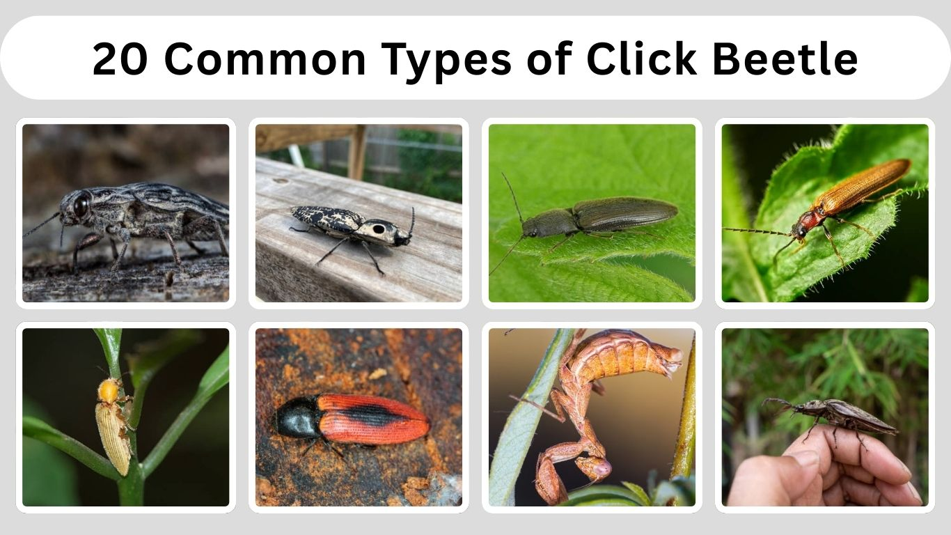 20 Common Types of Click Beetle: Habitat, Behaviors and ID with Pictures