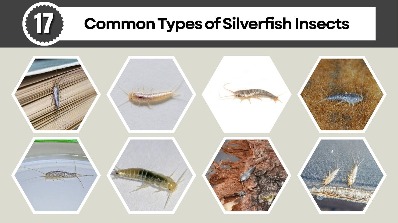 17 Common Types of Silverfish Insects: Identification, Larvae, Habitat, Bite