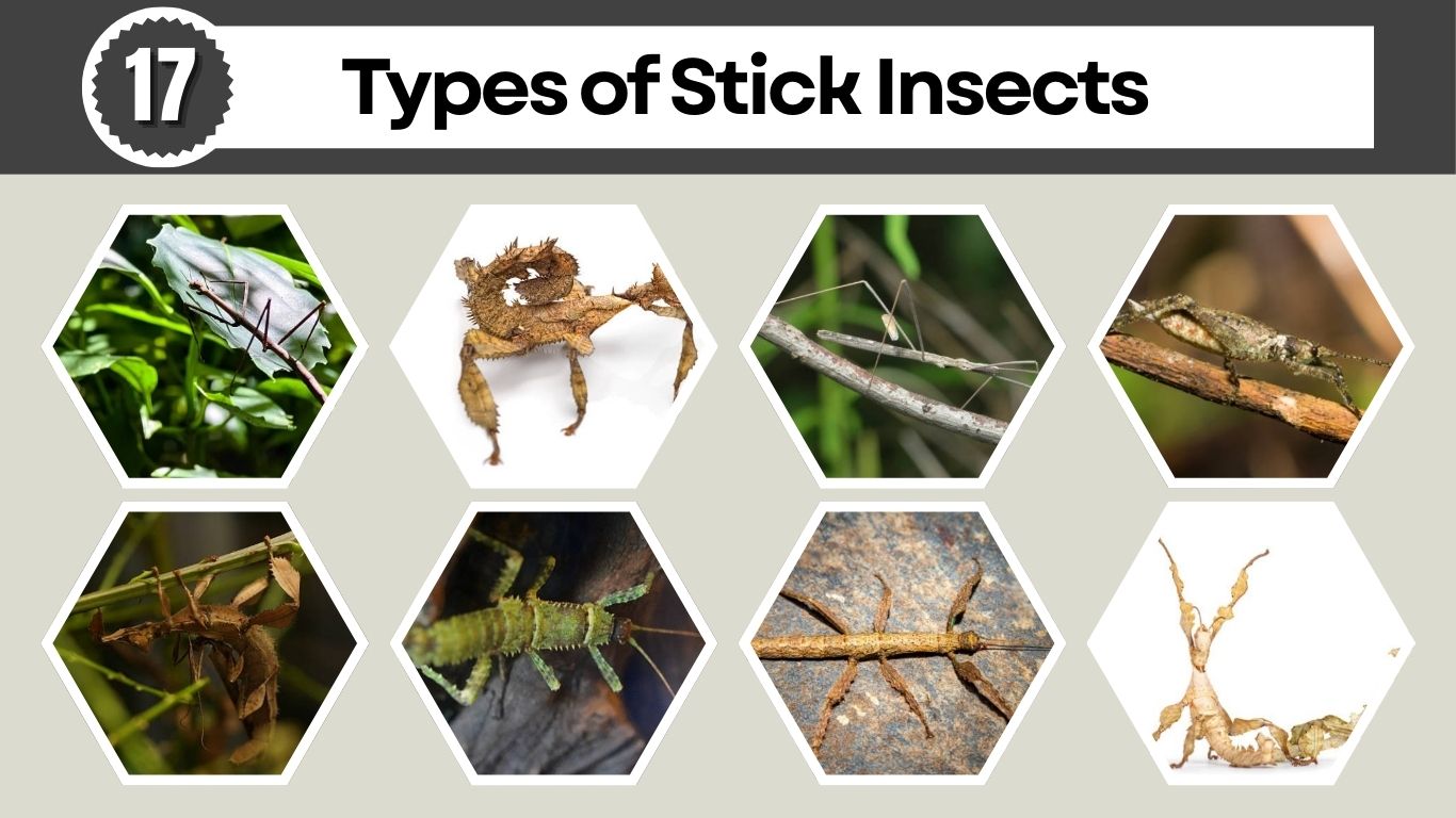 17 Types of Stick Insects: Egg, Diet, Habitat & Life Cycle