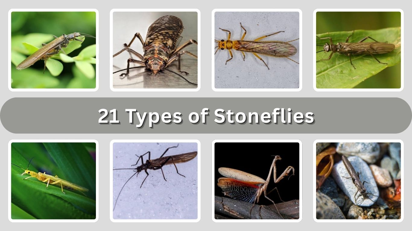 21  Types of Stoneflies: Habitat, Diet, Lifecycle, ID with Pictures
