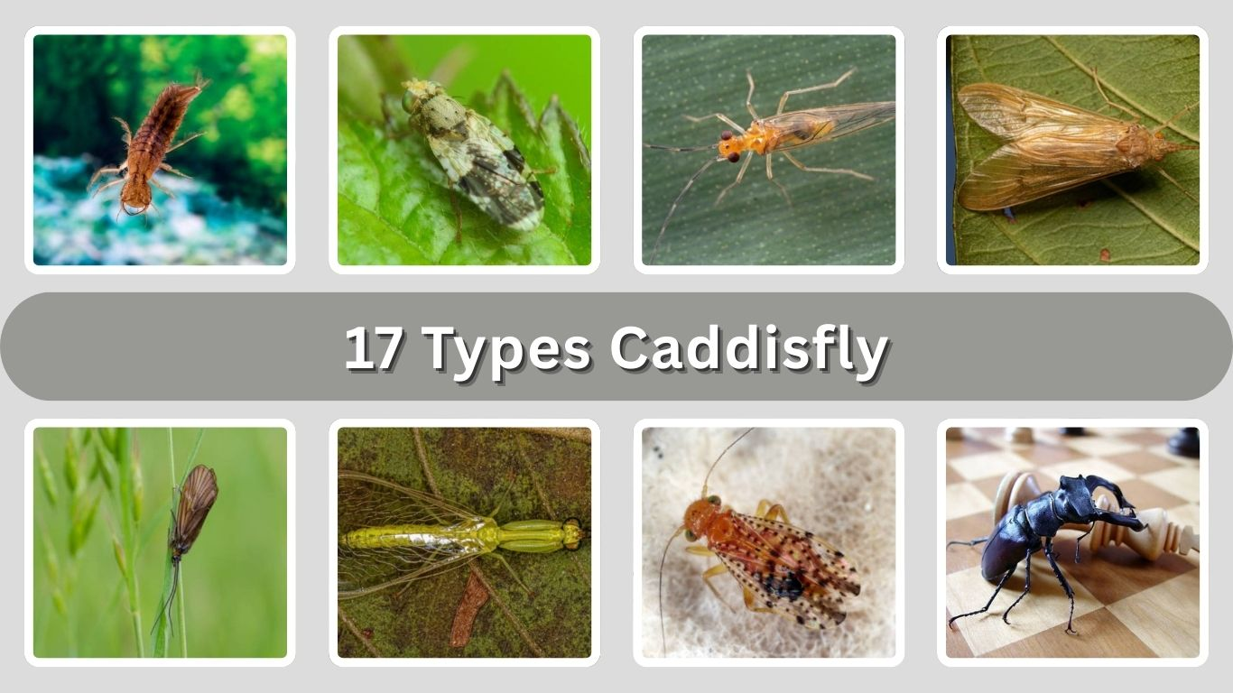 17 Types Caddisfly: Size, Habitat, Diet, Life Cycle, Predators, & Images