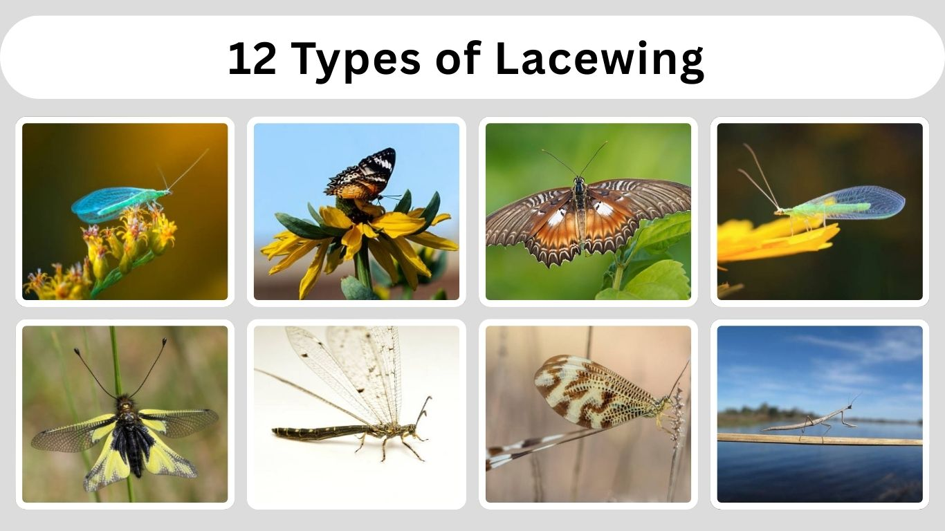 12 Types of Lacewing: Size, Diet, Habitat, Life Cycle and Pictures