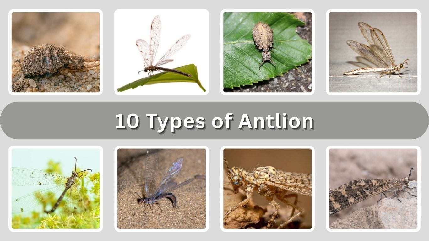 10 Types of Antlion: Size, Diet, Lifecycle, Identification with Picture