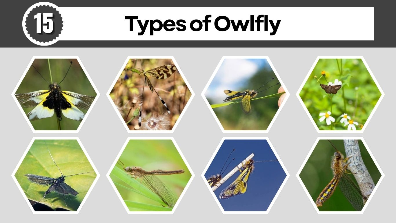 15 Types of Owlfly: Size, Diet, Lifecycle, Identification with Picture