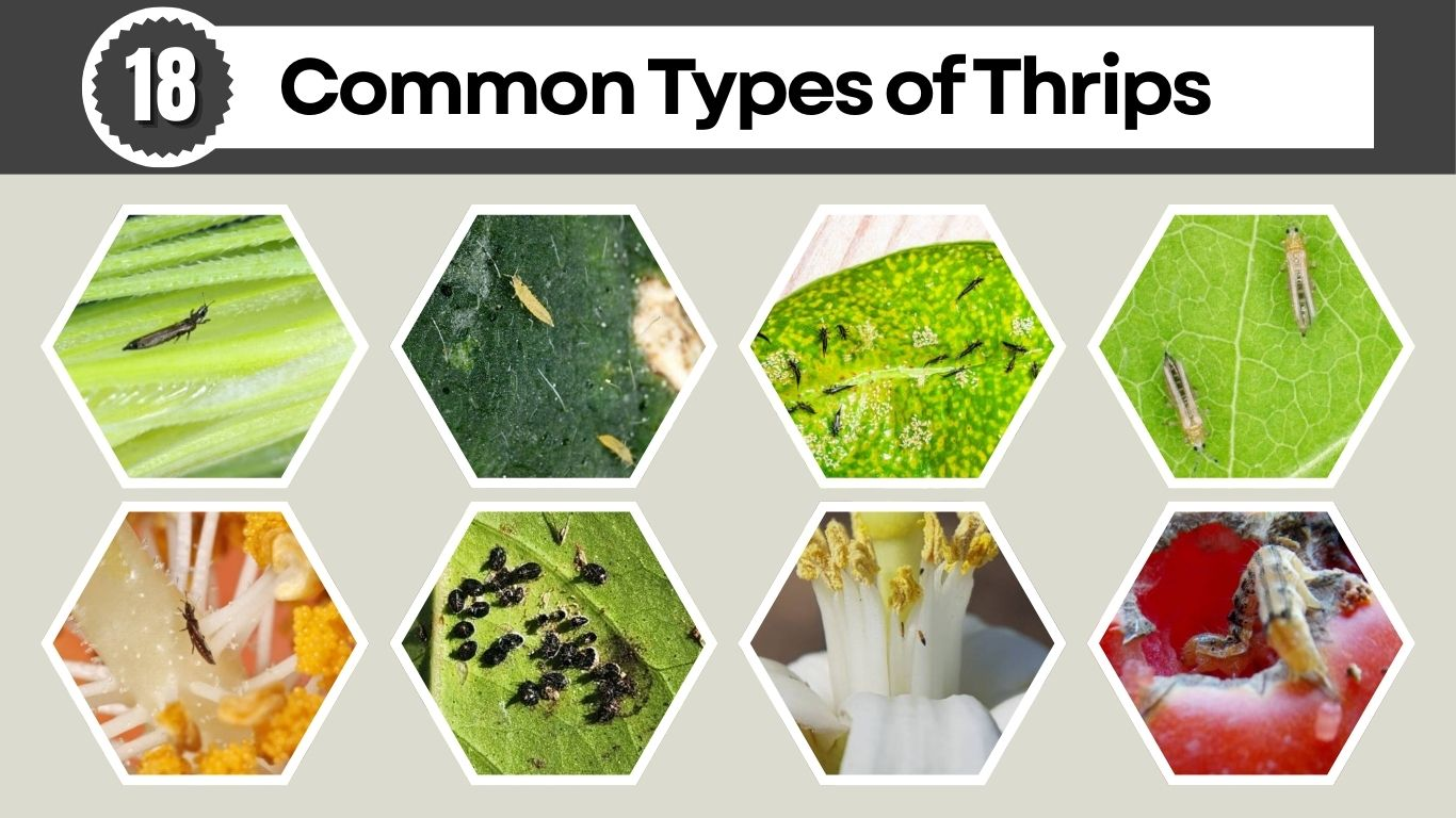 20 Common Types of Thrips: Identification & Basic Guide