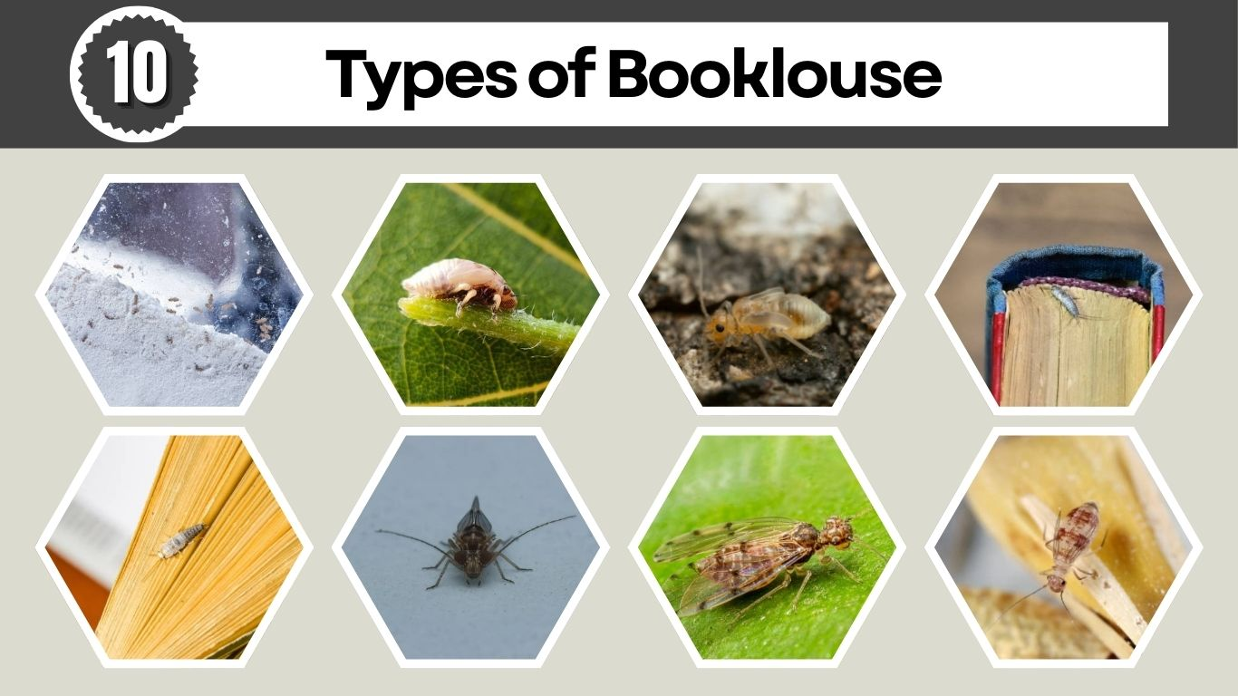 10 Types of Booklouse: Identification with Pictures