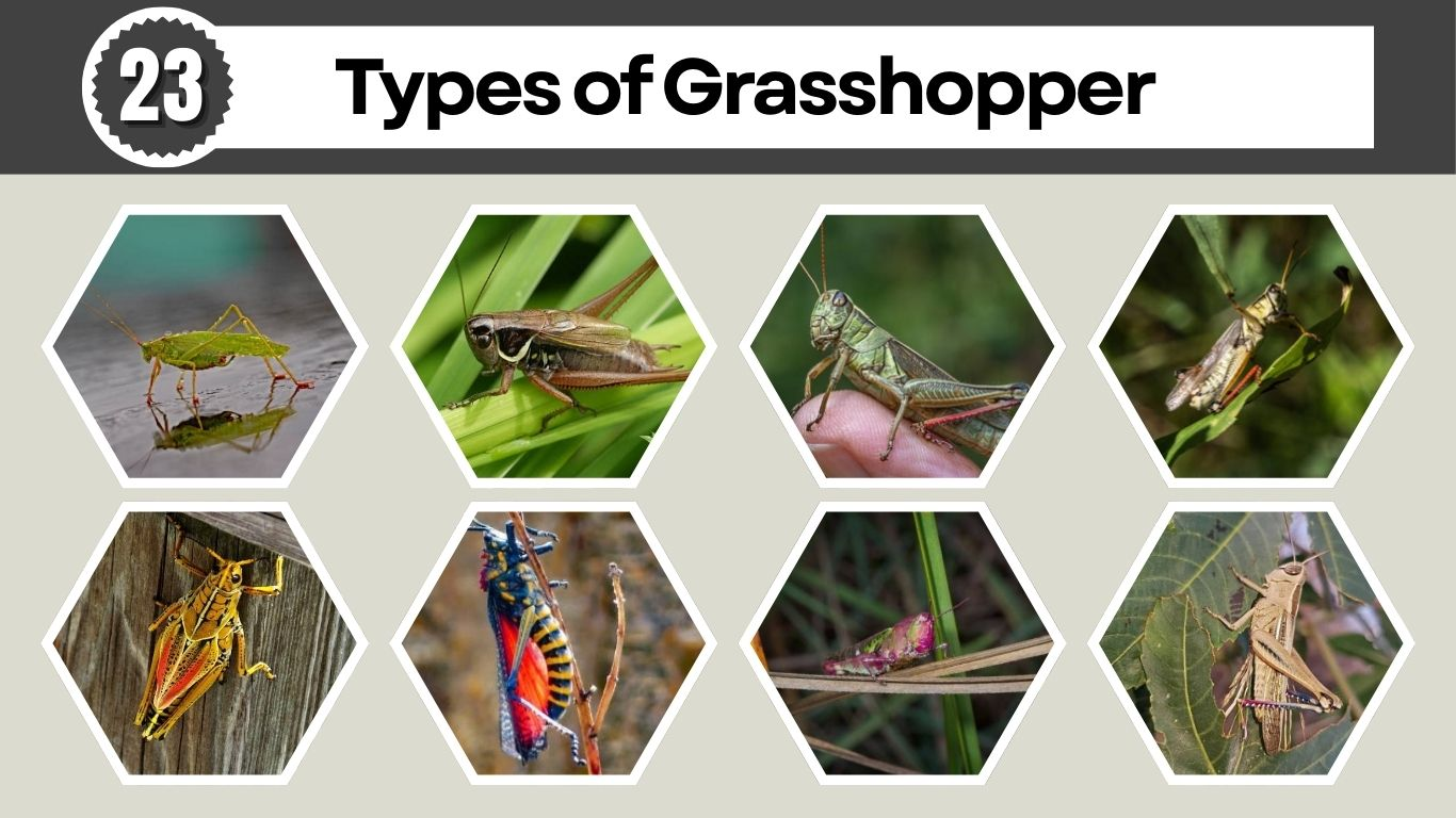 23 Types of Grasshopper: Identification with Pictures