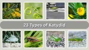 23-types-of-katydid-identification-with-pictures