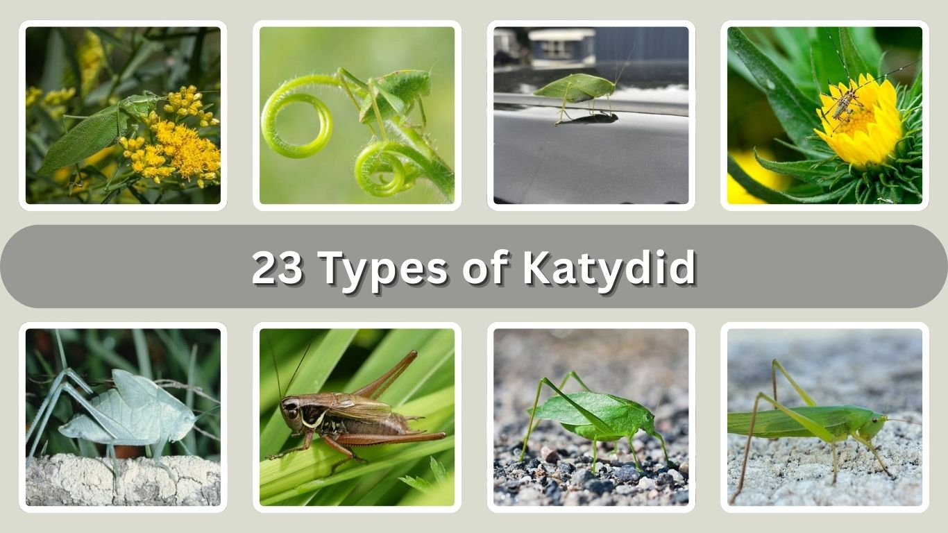 23 Types of Katydid: Identification with Pictures