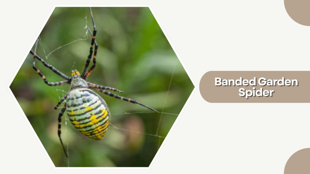 Banded Garden Spider