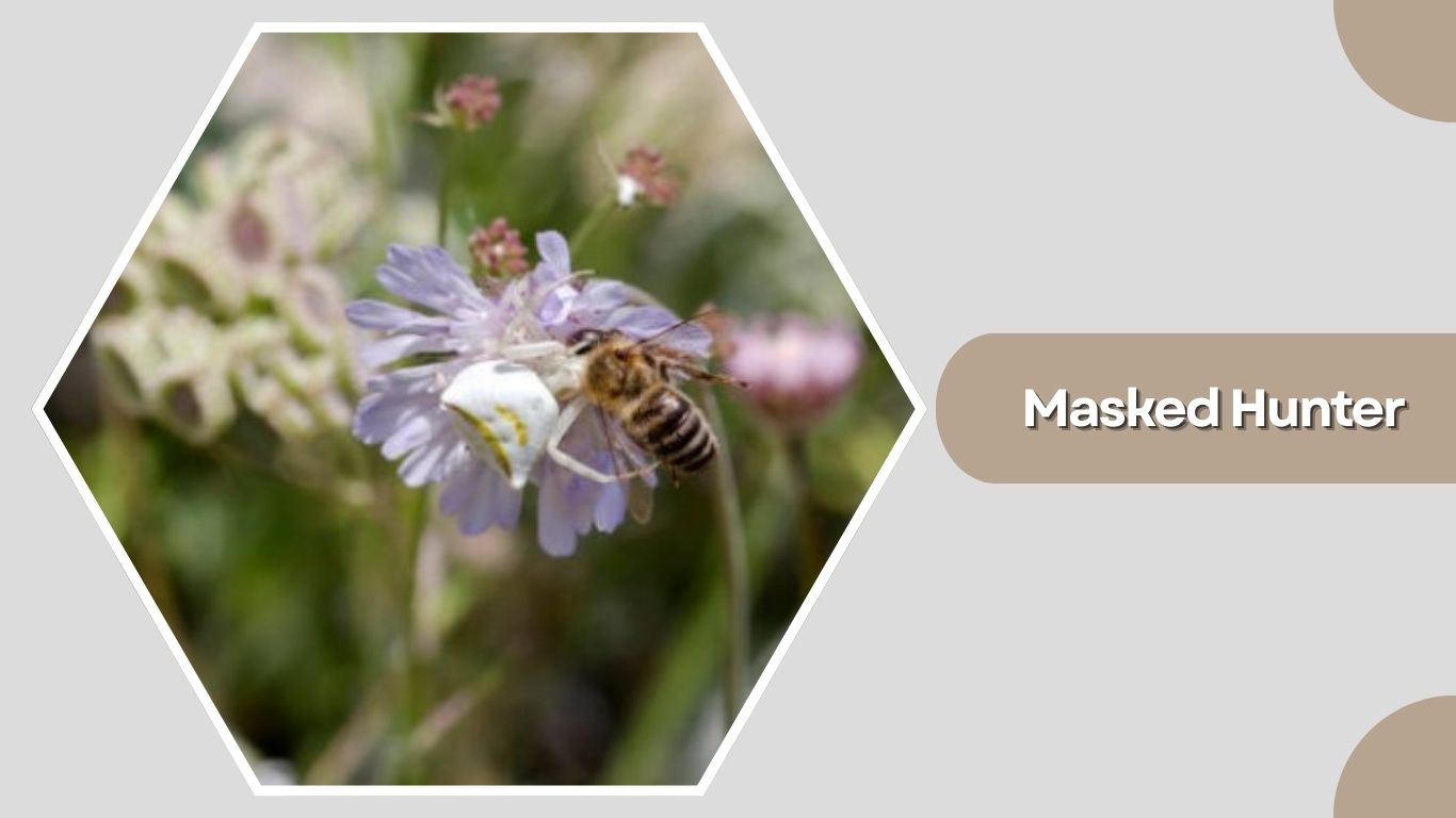 15 Types of Assassin Bug: Species Identification with Pictures
