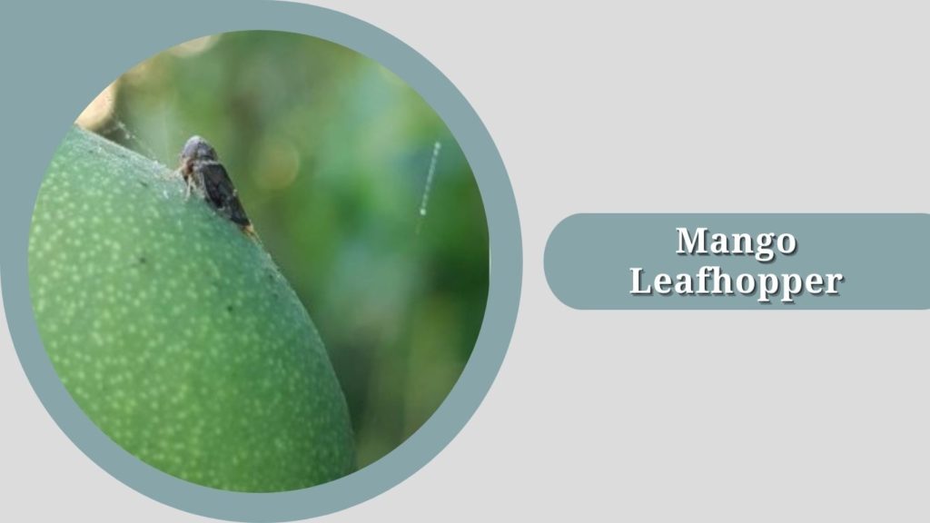 Mango Leafhopper