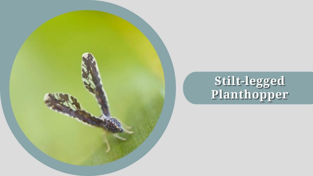Stilt-legged Planthopper