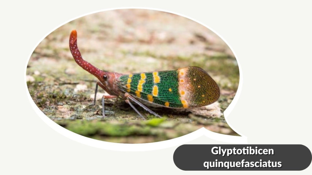 Glyptotibicen quinquefasciatus