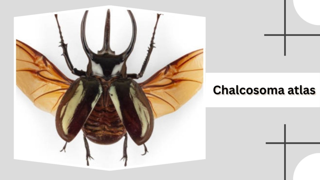 Chalcosoma atlas