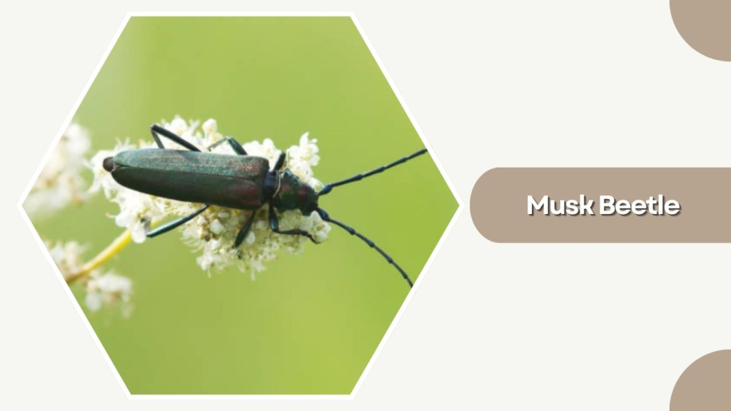  Musk Beetle
