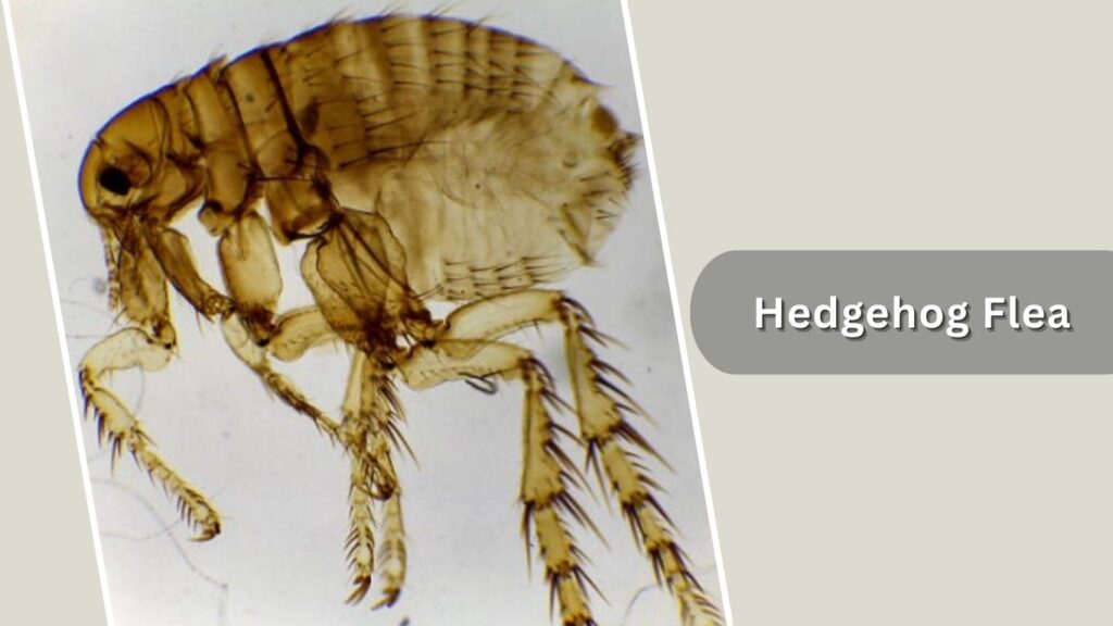 Hedgehog Flea Hedgehog Flea