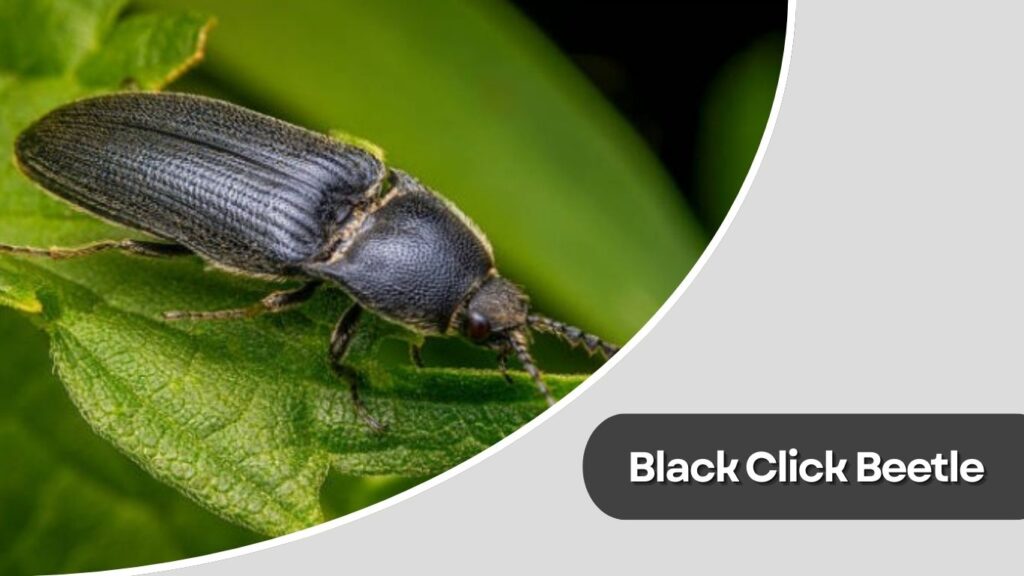 Black Click Beetle