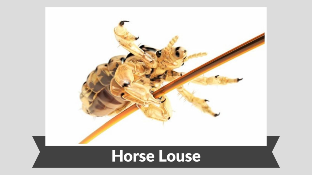 Horse Louse