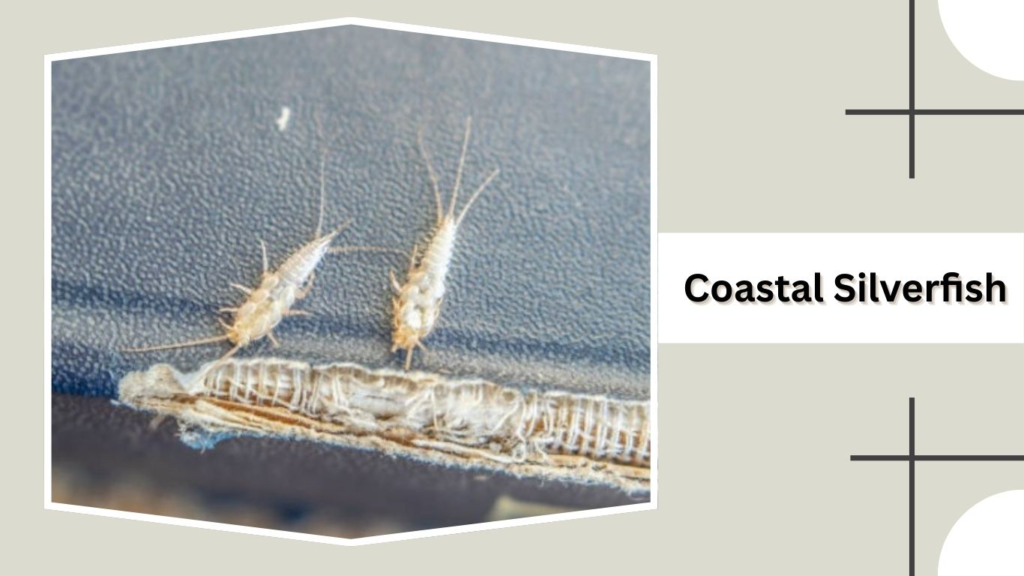 Coastal Silverfish