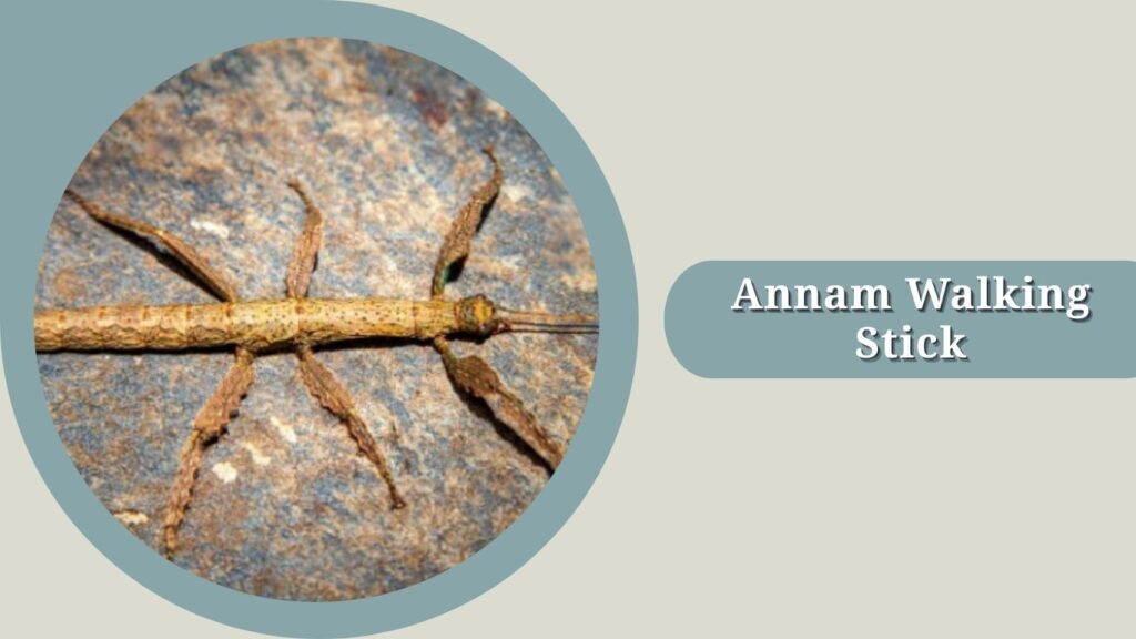  Annam Walking Stick