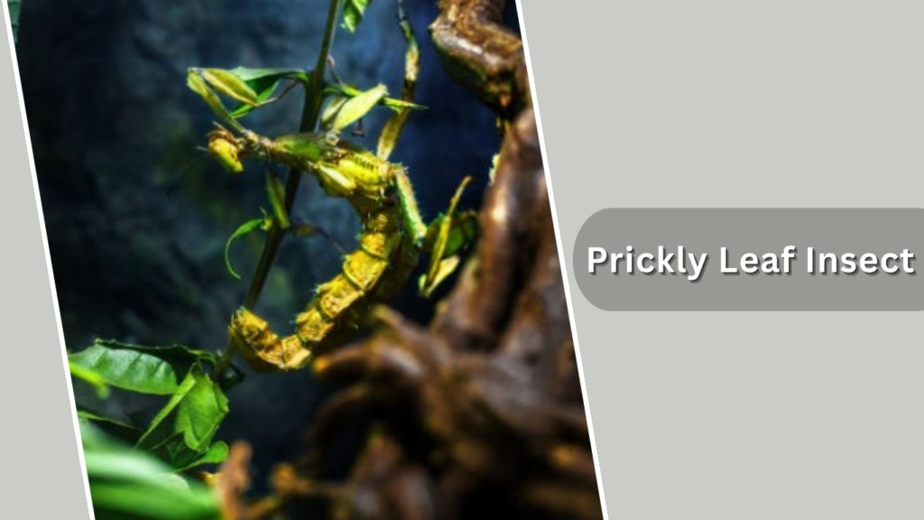 Prickly Leaf Insect
